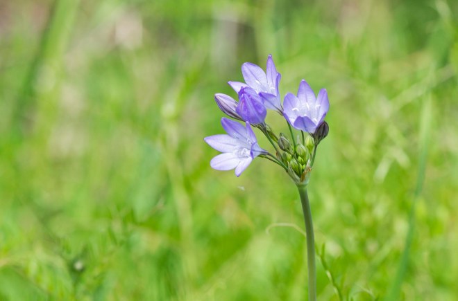 Wildflower_DSC_6391