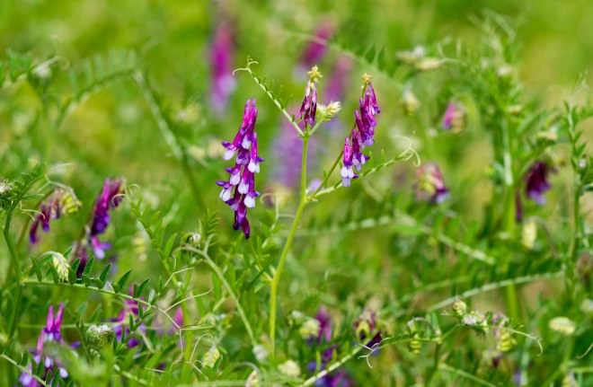 Wildflowers_DSC_6402