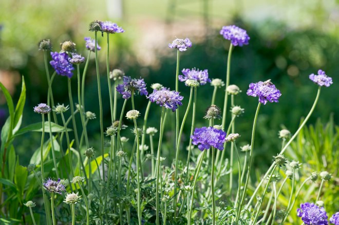 Bachelors Buttons_DSC_8251