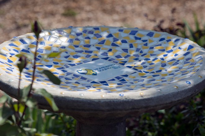Bird_Bath_DSC_8039