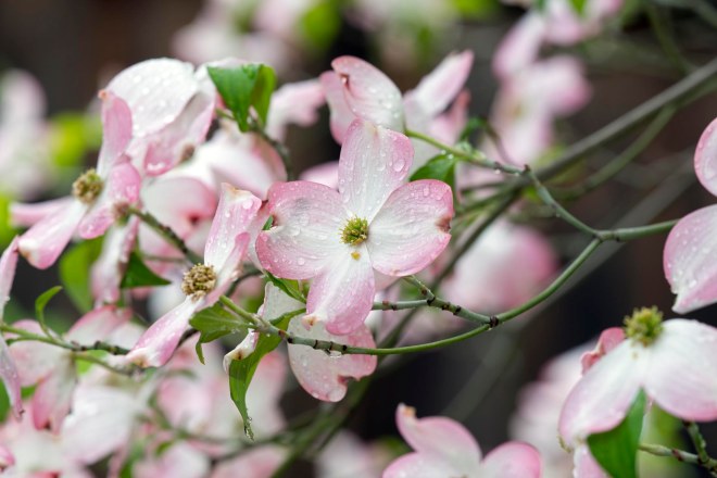Dogwood Blossom_DSC_7899
