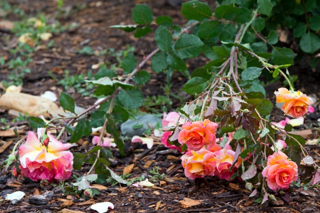 Fallen_Roses_DSC_8391