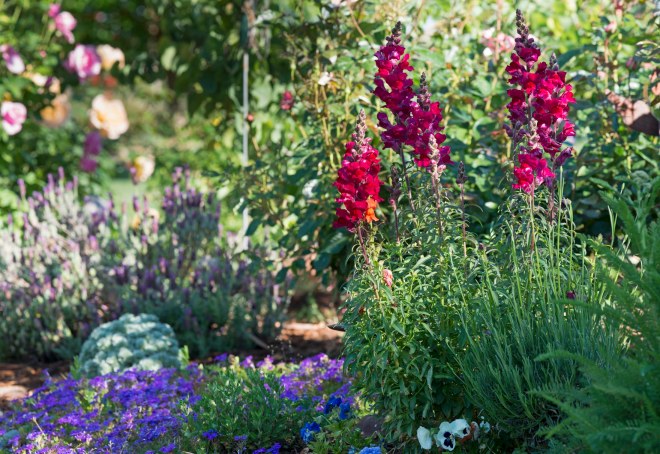 Garden_April_DSC_8099