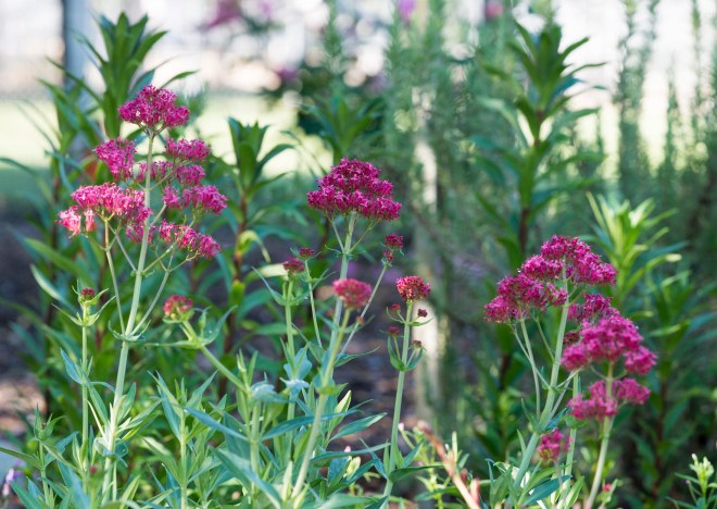 Garden_April_DSC_8114