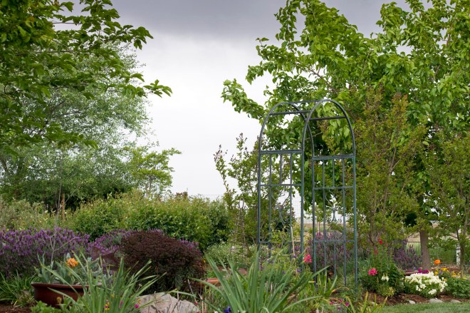 Garden_Rain_DSC_7847