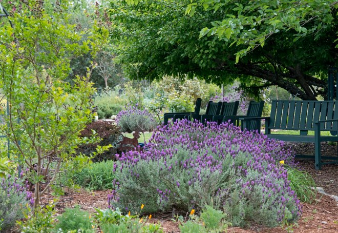 Garden_Rain_DSC_7852