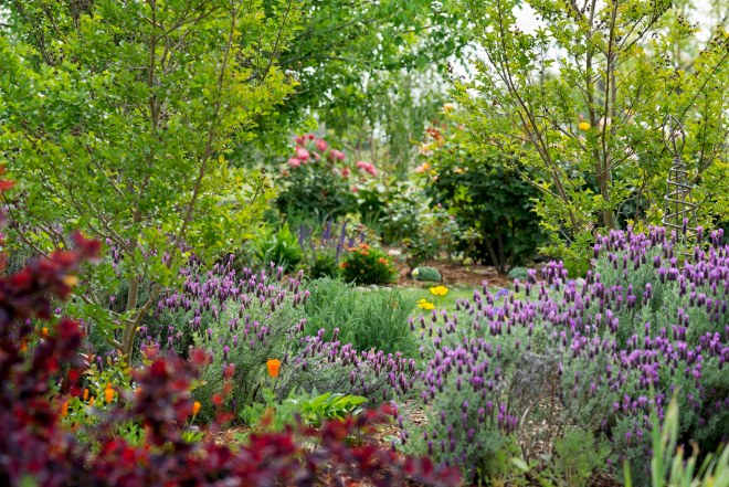 Garden_Spring_DSC_7985