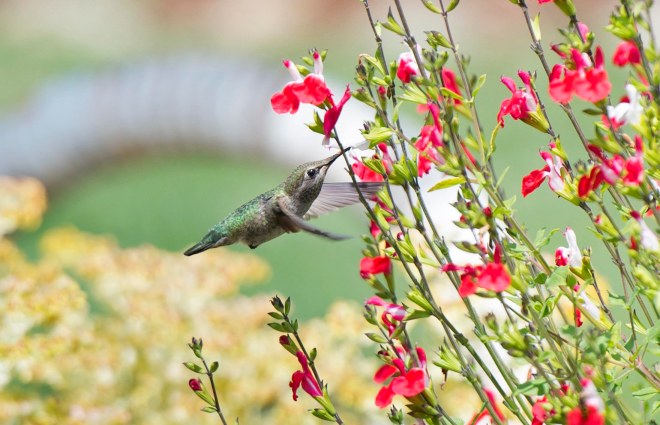 Hummingbird_DSC_8579