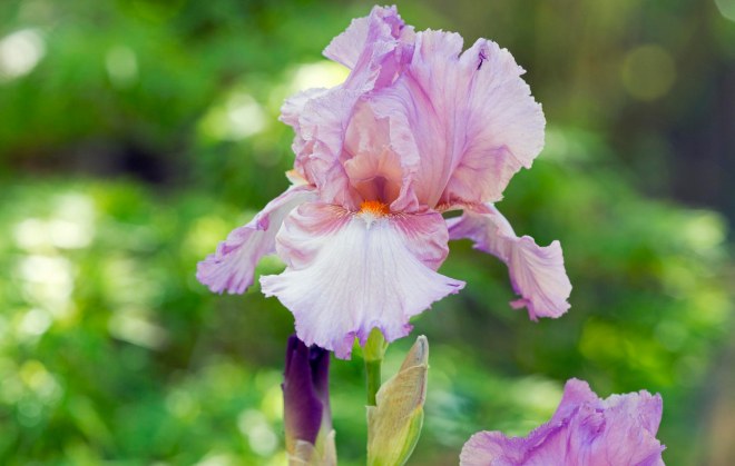 Iris_DSC_7966