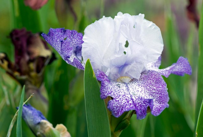 Iris_DSC_7971