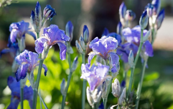 Iris_DSC_8262