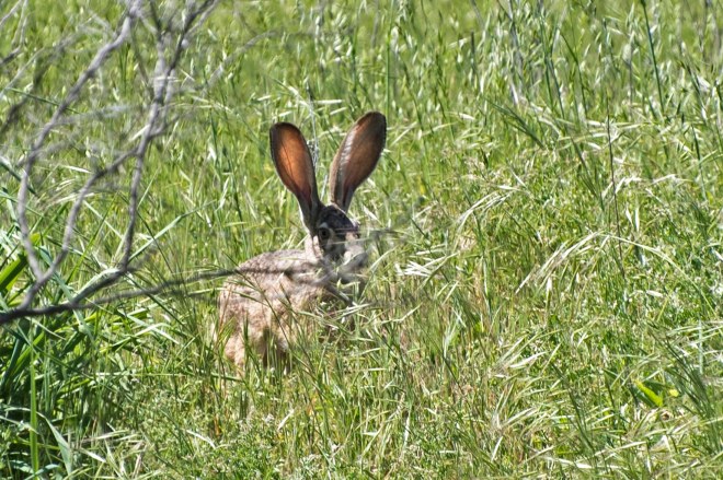 Jack Rabbit_750_5894