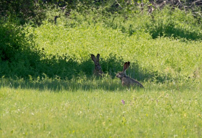 Jack Rabbits_DSC_7343
