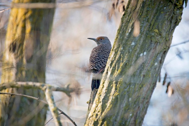 Northern Flicker_DSC_1377
