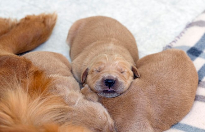 Puppies_DSC_7721