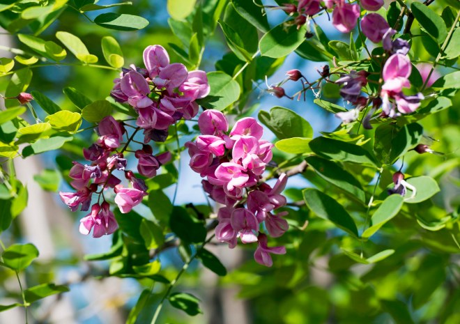 Purple Rube Locust Tree_DSC_8264