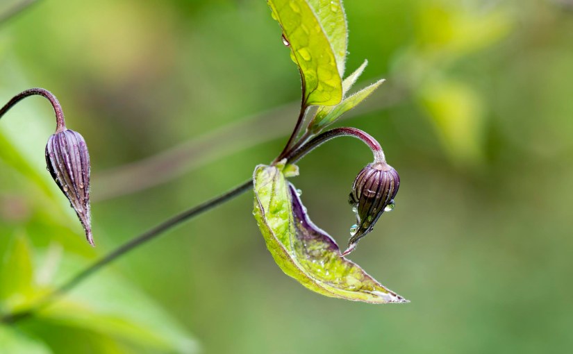 Wordless Wednesday: California&nbsp;Rain