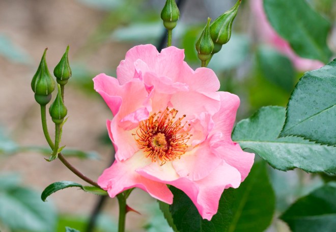 Rose_DSC_7887