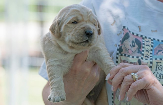 Sweet William_DSC_8068