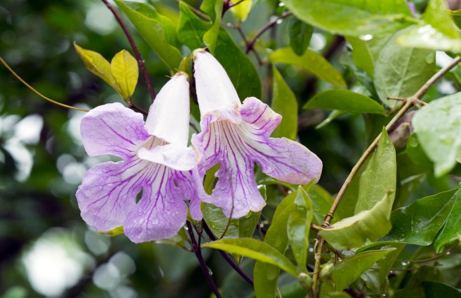 Trumpet Vine_DSC_7904