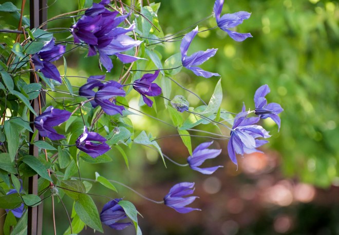 Clematis_750_6277