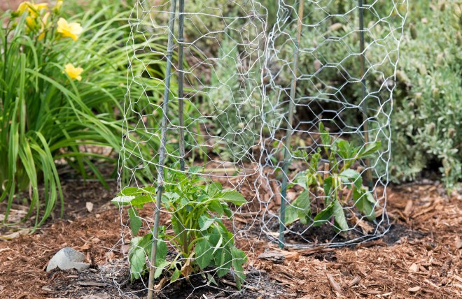 Dahlia_Chicken Wire_DSC_0707