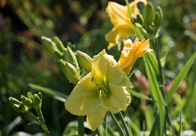 Daylily_750_7452