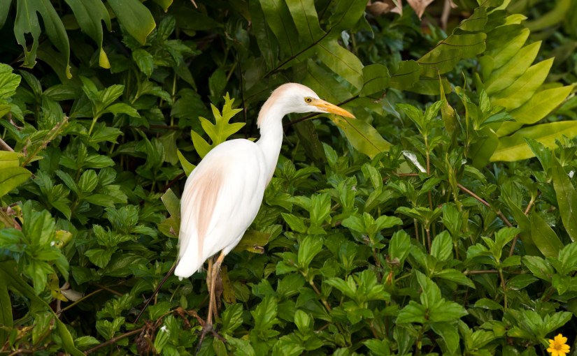 Wordless Wednesday: Birds of&nbsp;Kauai