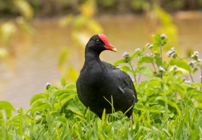 Gallinule_750_6857
