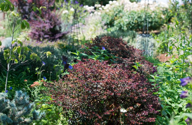 Garden_Perennial_DSC_0123