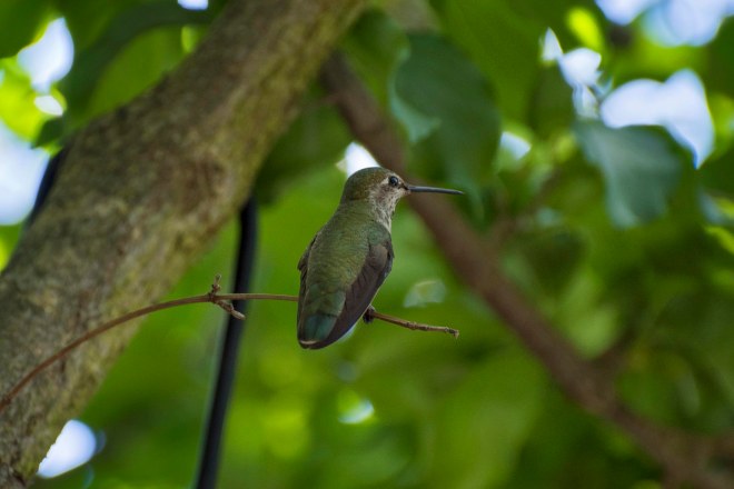 Hummingbird_750_6305