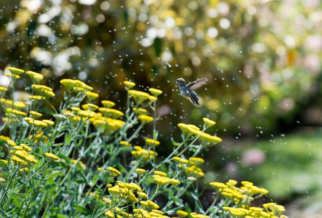 Hummingbird_Sprinkler_DSC_9121