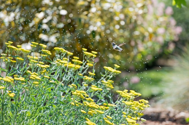 Hummingbird_Sprinkler_DSC_9122