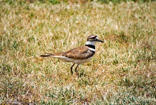 Killdeer_DSC_0699