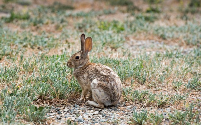 Rabbit_DSC_0668