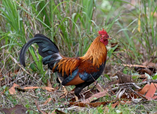 Rooster_750_6567
