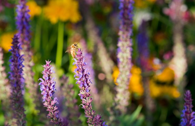 Bee_Sage_DSC_0376