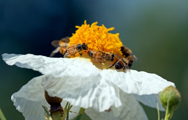 Bees_DSC_9818