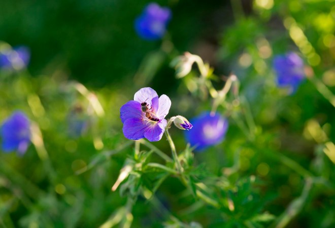 Blue Geranium_DSC_0398