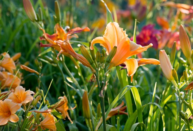 Daylilies_DSC_0426