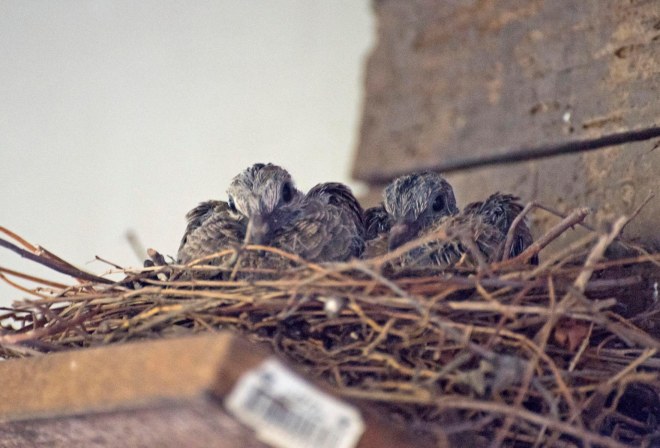 Dove_Babies_750_7630