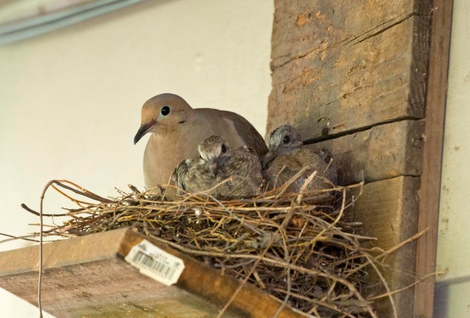 Dove_babies_DSC_1948