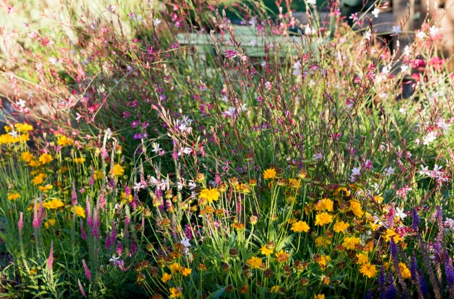 Garden_Sunset_DSC_0430