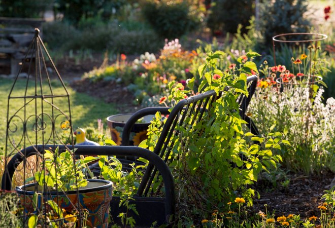 Garden_Sunset_DSC_0448