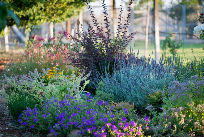 Hummingbird_Garden_DSC_0450