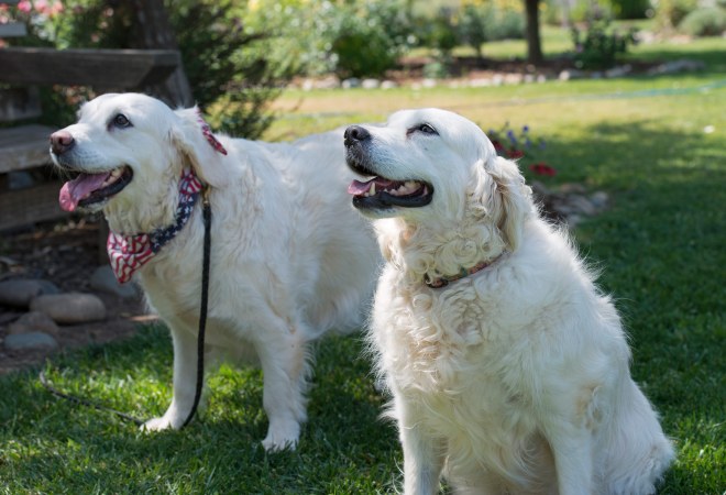 Minnie_Lucy_DSC_0039