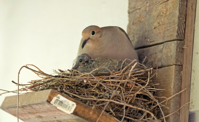 Mourning Dove_Baby_DSC_1669