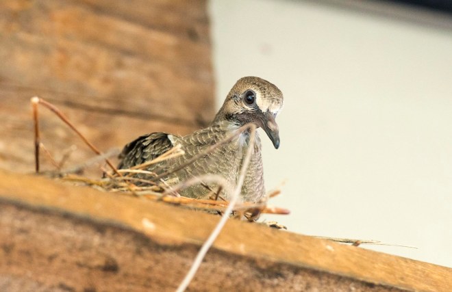 Mourning Dove_Baby_DSC_1961