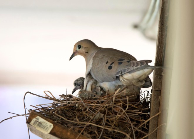 Mourning_Dove_Baby_DSC_1245