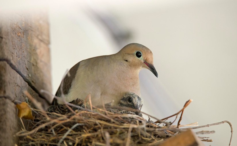Mourning Doves: Hatched